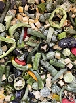 Weirdo's Freeze-Dried Fusions - Chris's Garden Goodies - For All Birds Birds - 2 Cups