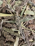 Local Copper Spray Millet - 454g / 1lb - Bigger Bag