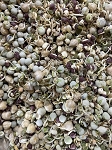 Weirdo's Freeze-Dried Fusions - Bradley's Bigger Bird Sprouted Grains - 1.5 cups